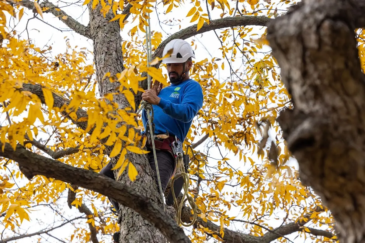 Skilled Storm Damage Cleanup crew working in Viola